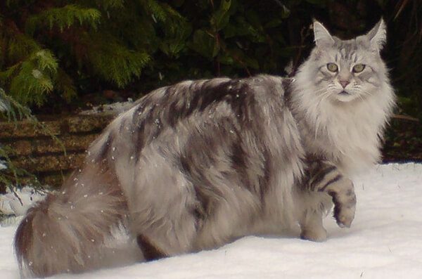 meo-Maine-Coon